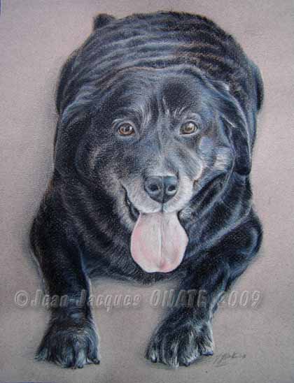portrait de la labrador noire Jade ralisation sur commande aux crayons de couleur